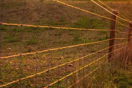 Hog Panel Fencing